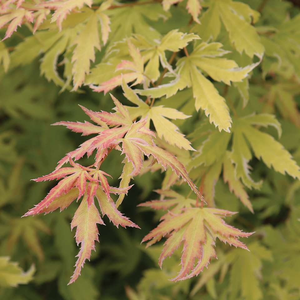 Close up of the golden and orange foliage of Metamorphosa Japanese maple