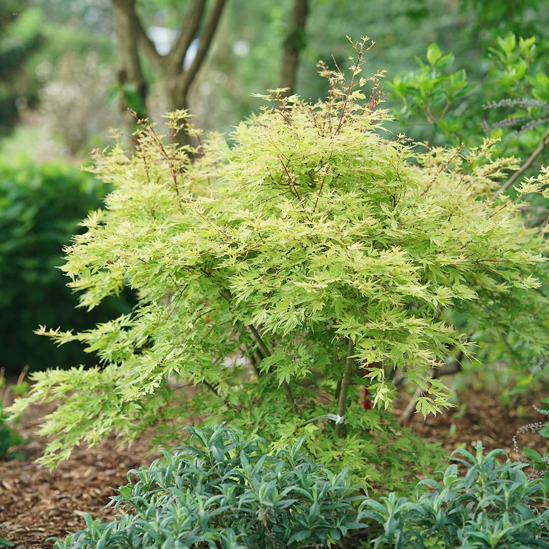 A Metamorphosa Japanese maple shrub in a garden