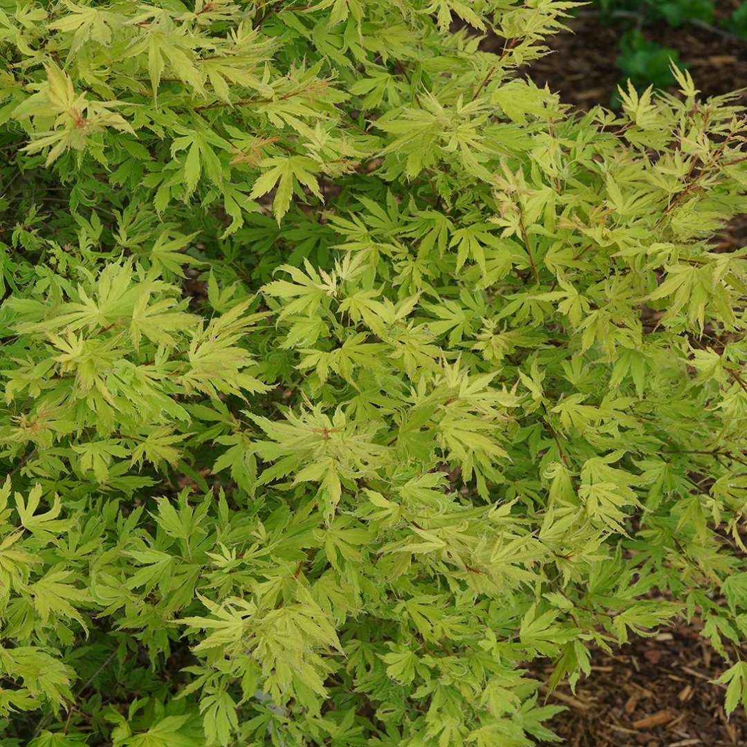 The small textural foliage of Metamorphosa Japanese maple