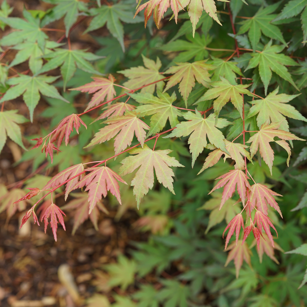 The foliage of Hot Chana Japanese maple emerging in spring in tones of red, orange, yellow, and green. 