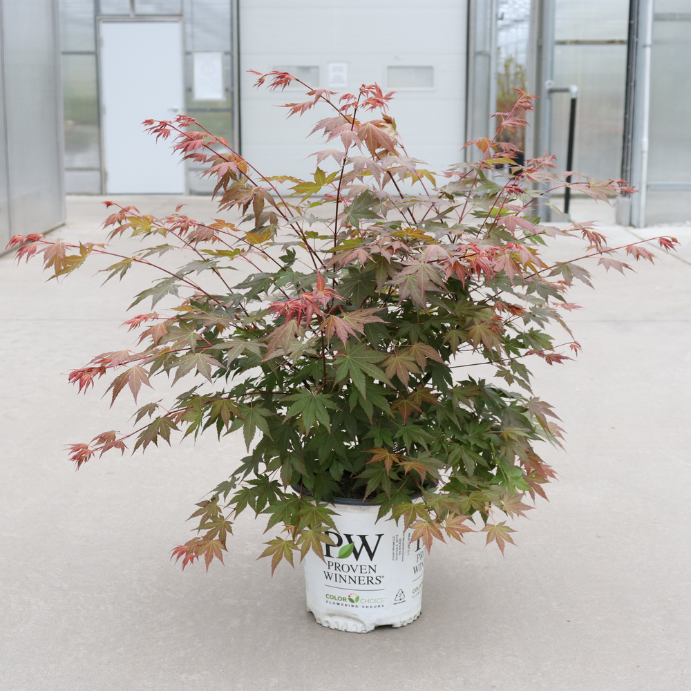 A specimen of Hot Chana Japanese maple planted in a white Proven Winners container. 