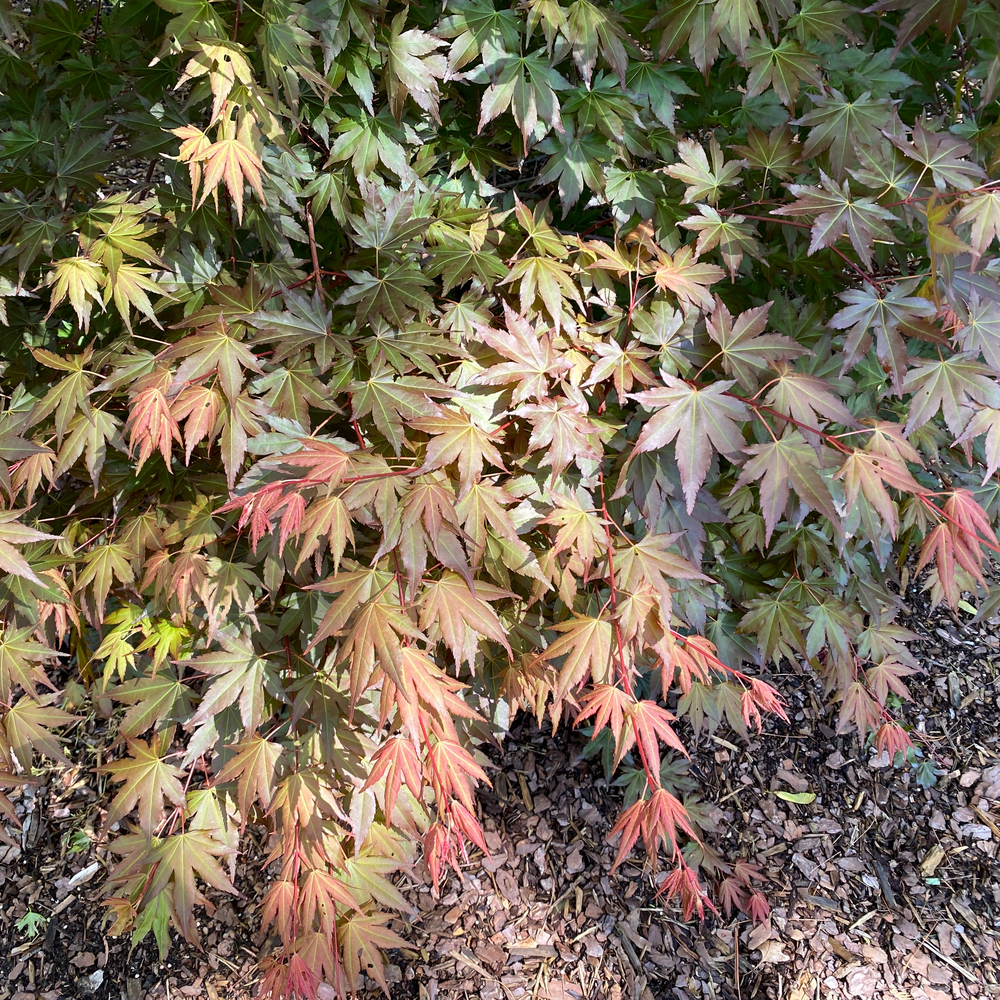 The newly emerging foliage of Hot Chana Japanese maple in shades of red, yellow, and burgundy. 