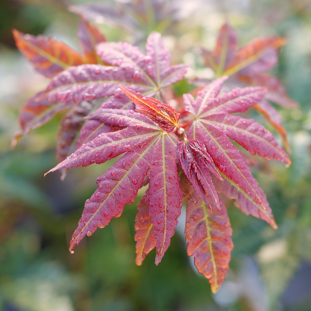 A cluster of red maple leaves on Hot Chana Japanese maple