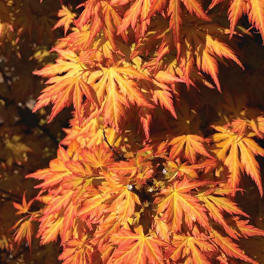 Orange foliage in fall. 