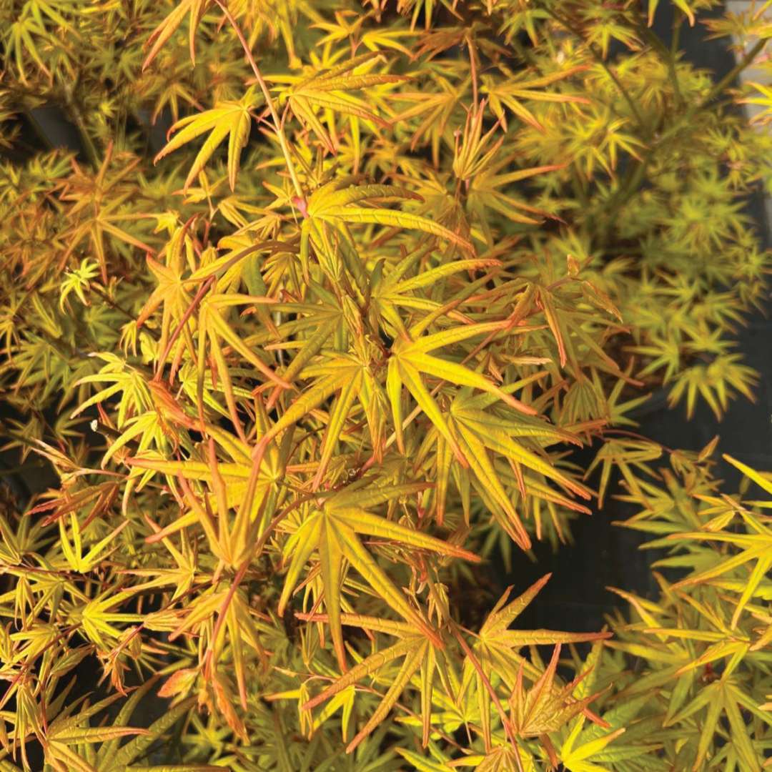 Chartreuse foliage in summer. 