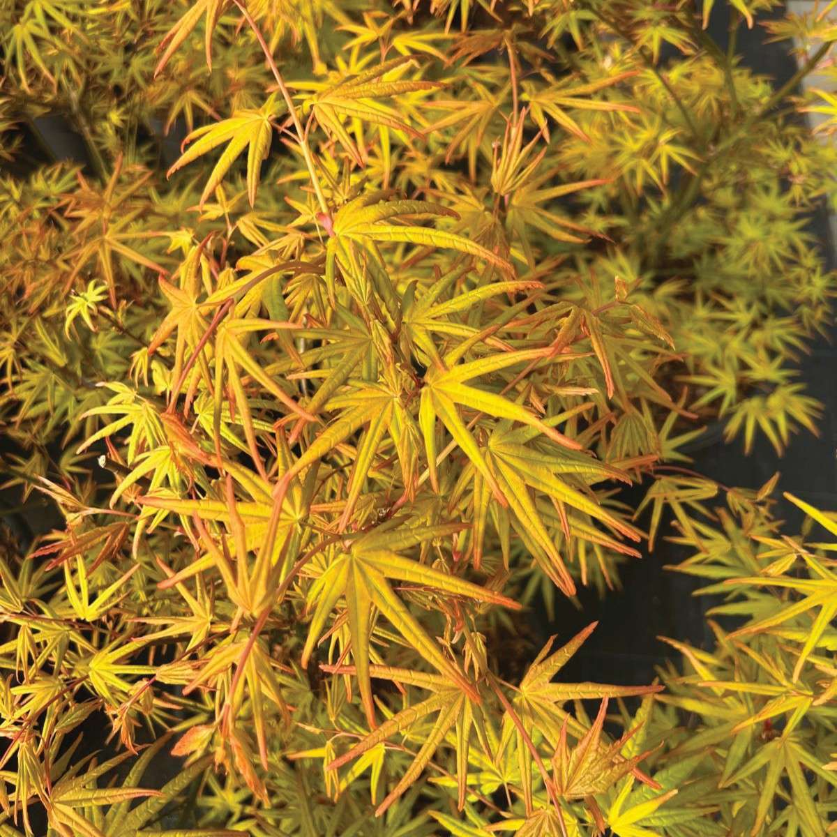 Chartreuse foliage in summer. 