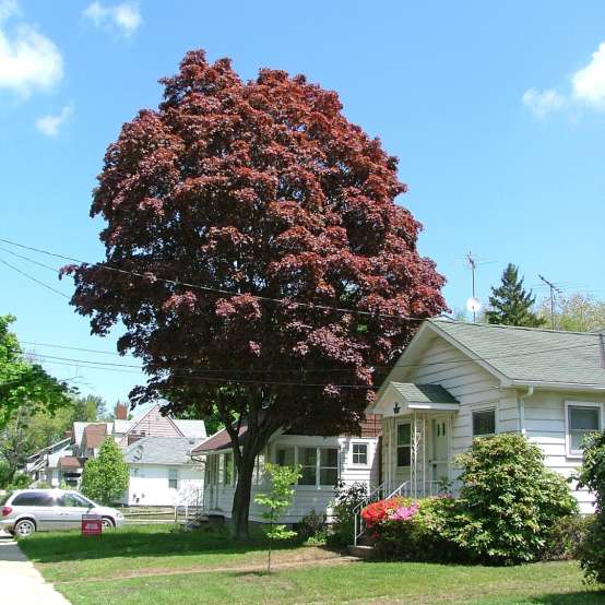 Samurai Sword Japanese Maple in the front yard of a house