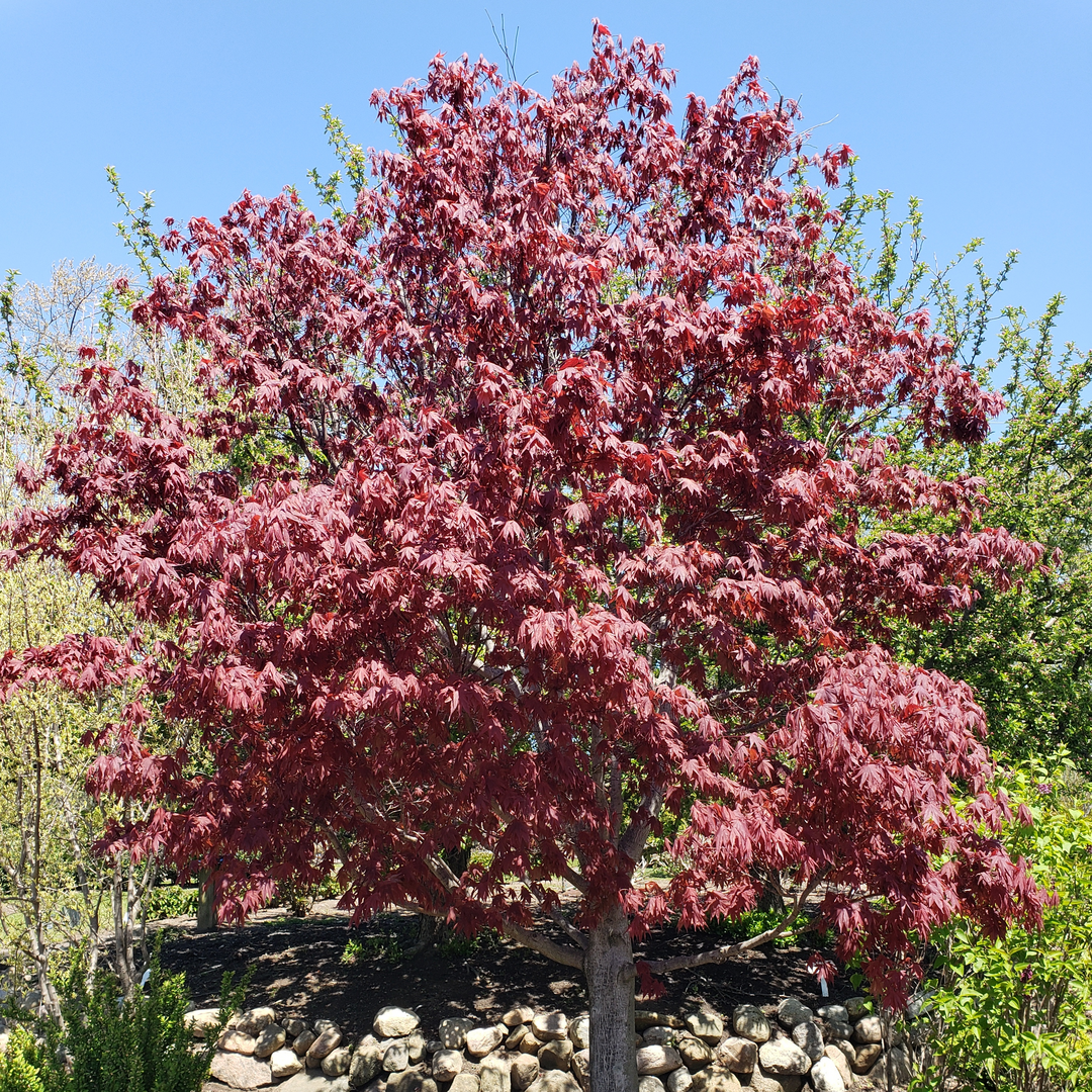 Samurai Sword Japanese Maple in a landscape