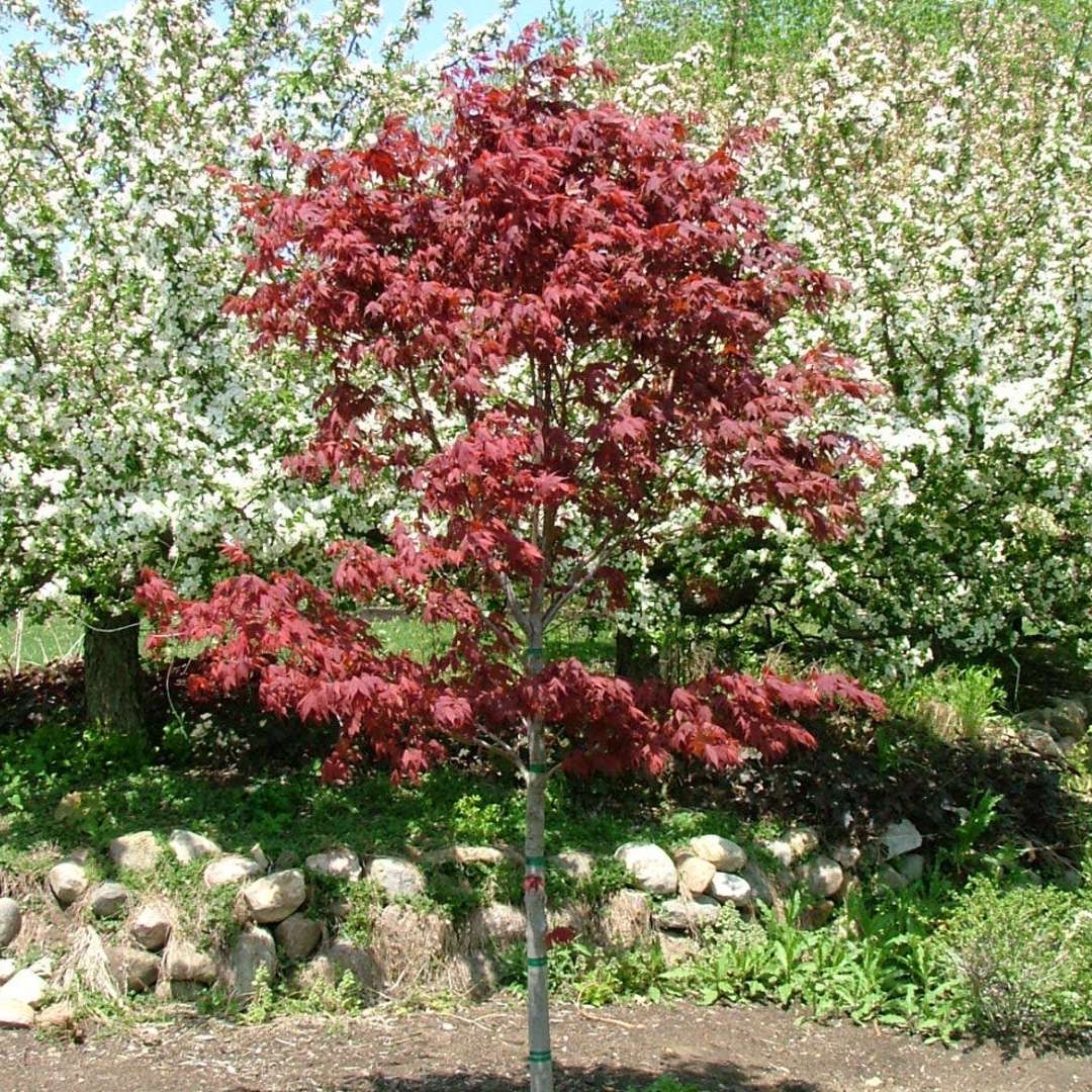 Samurai Sword Japanese Maple in a garden