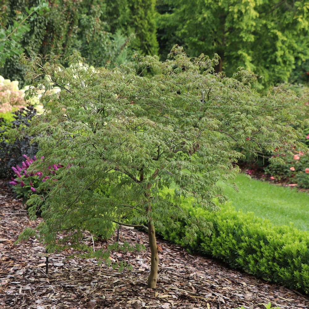 A young Uncommon Thread japanese maple planted in the landscape