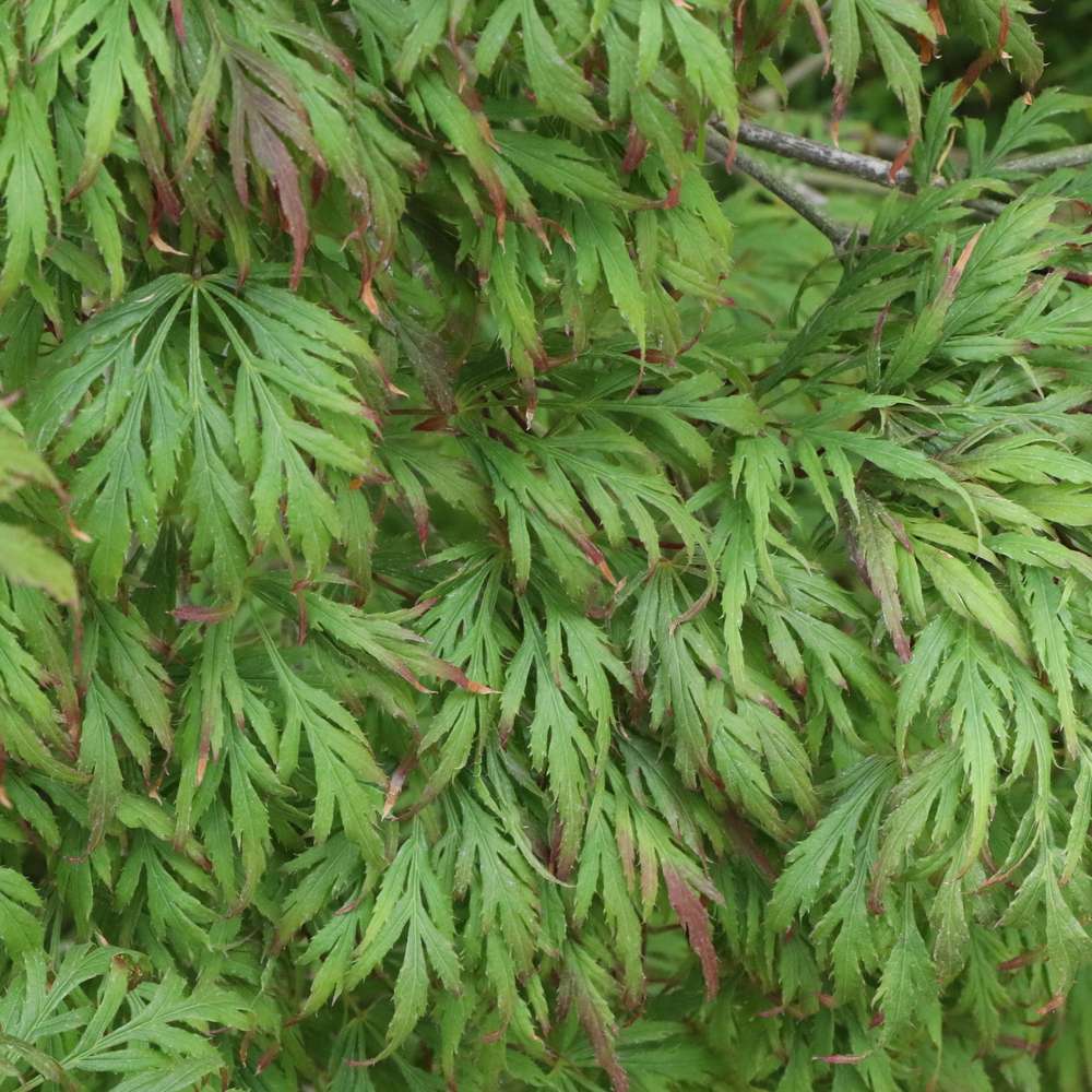 Close up of the unique green foliage of Uncommon Thread Acer palmatum