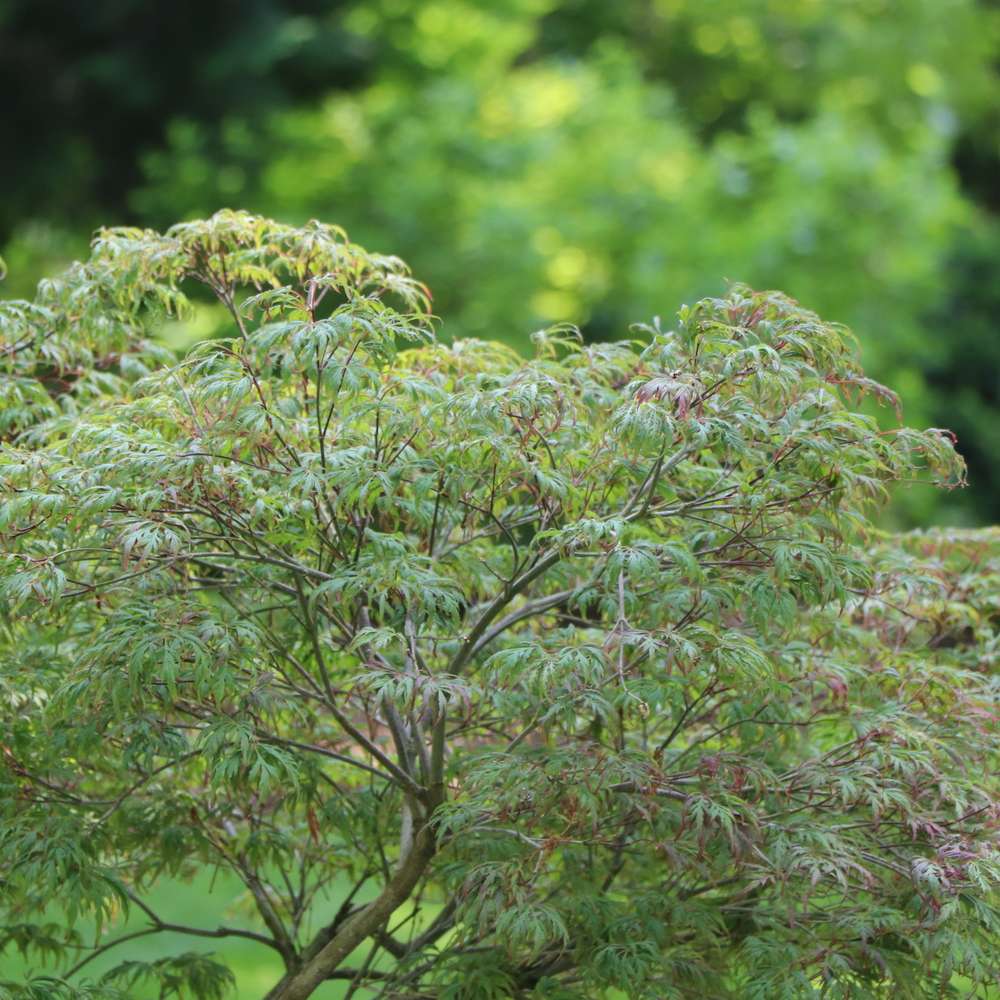 Close up of the green foliage of Uncommon Thread japanese maple 