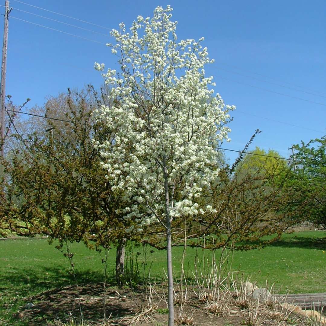 A Spring Glory serviceberry blooming in a landscape