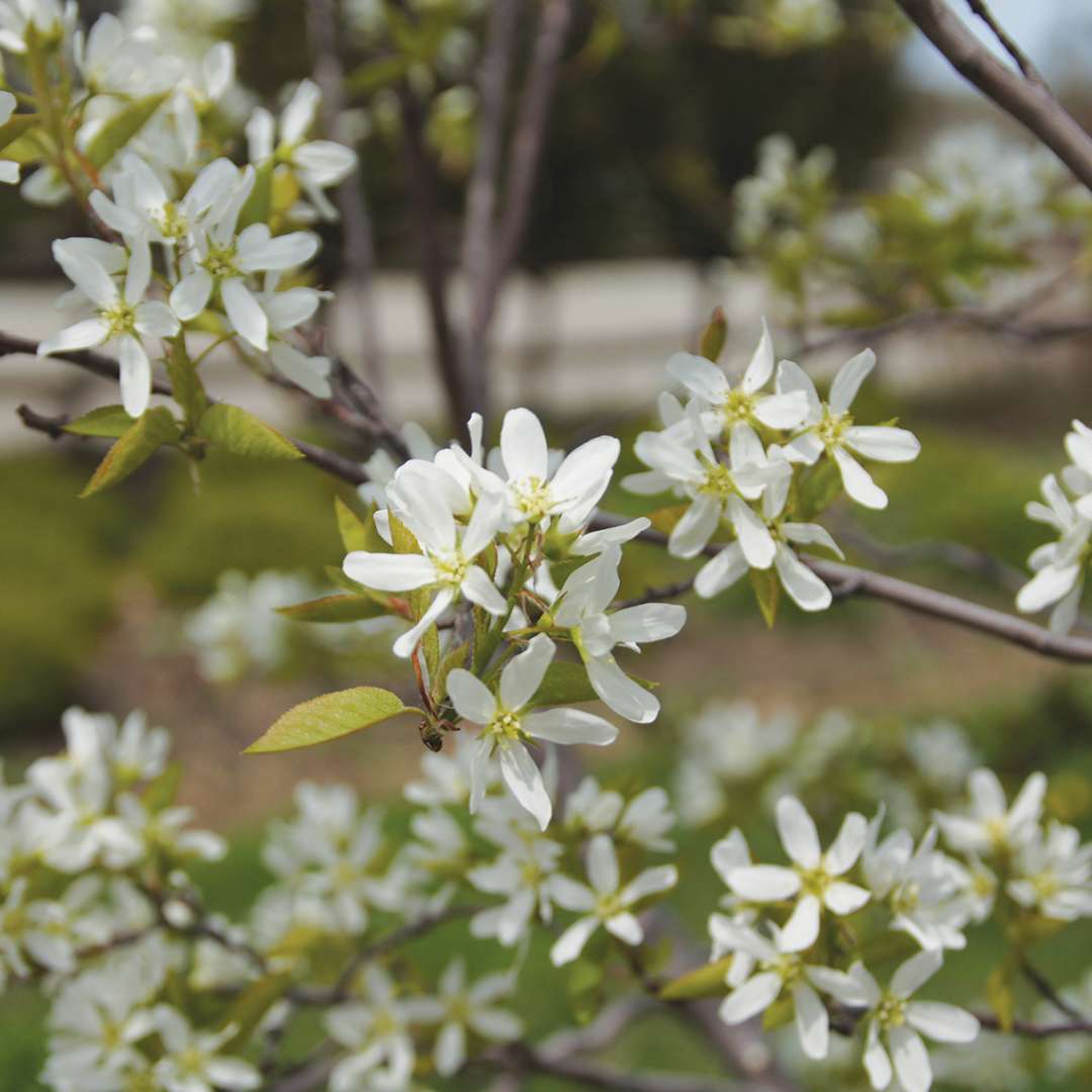 Close-up of the lovely white flowers of Spring Glory serviceberry