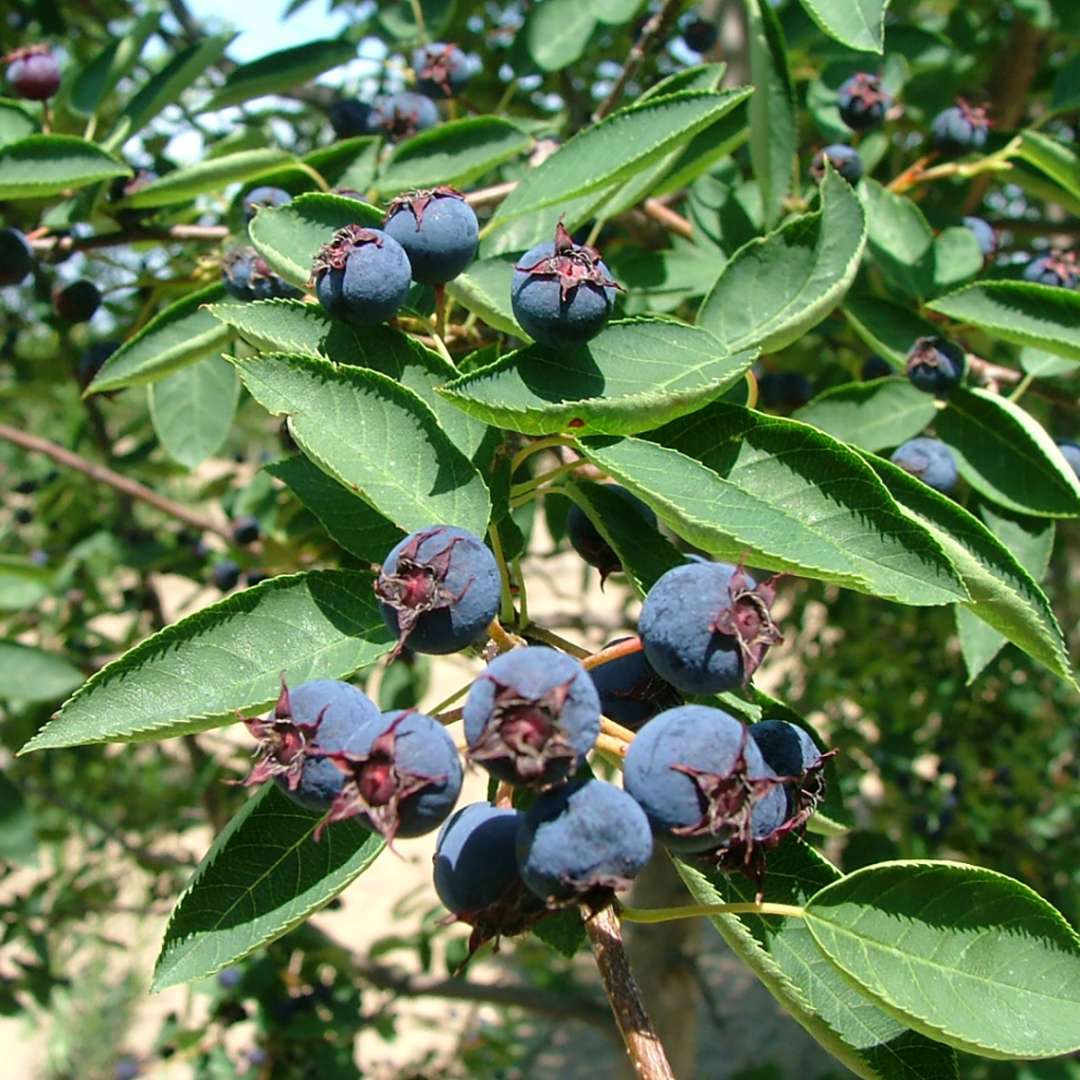 Close-up of the blue fruit of Spring Glory serviceberry 