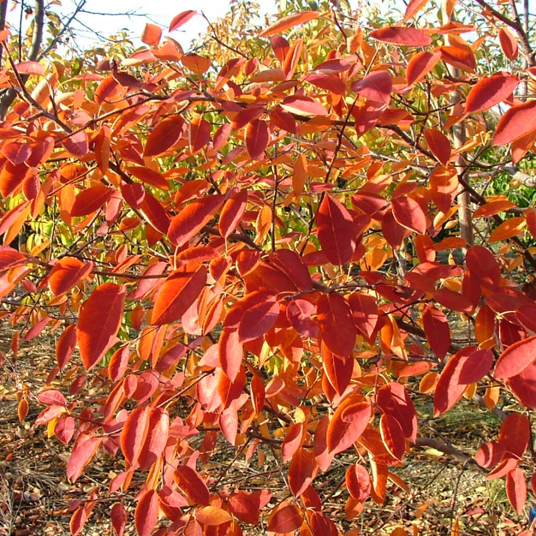 The orange fall foliage of Spring Glory serviceberry 