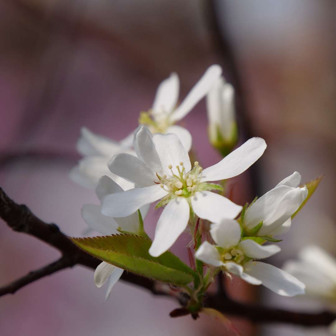 Close-up of white Spring Glory serviceberry flowers