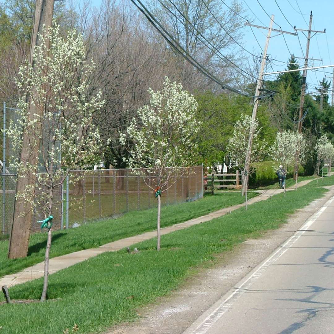 A row of Spring Glory serviceberry trees planted along a sidewalk