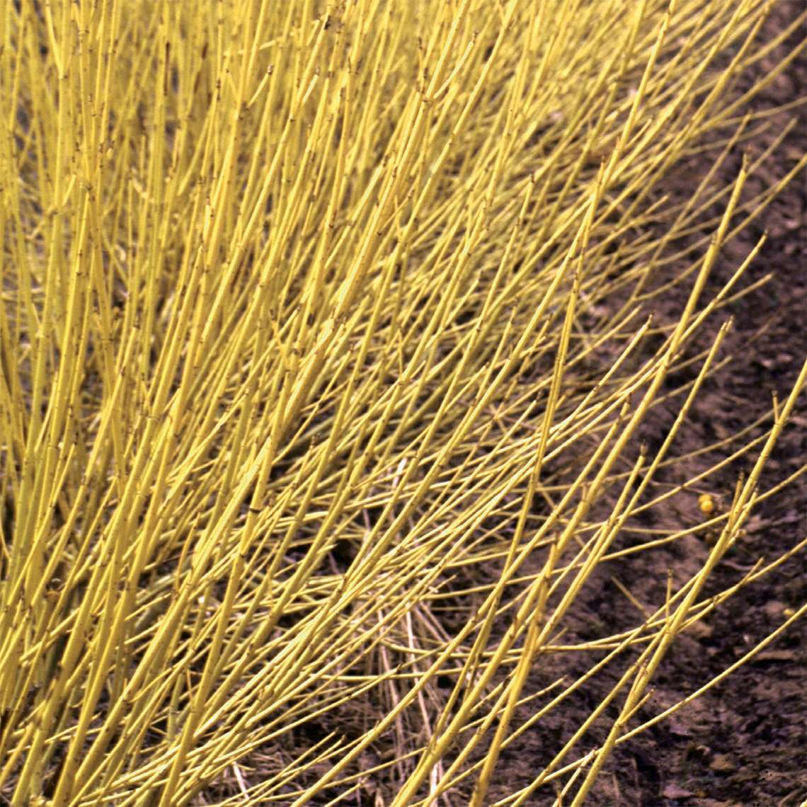 Close up of the yellow stems of Arctic Fire Yellow red-twig dogwood