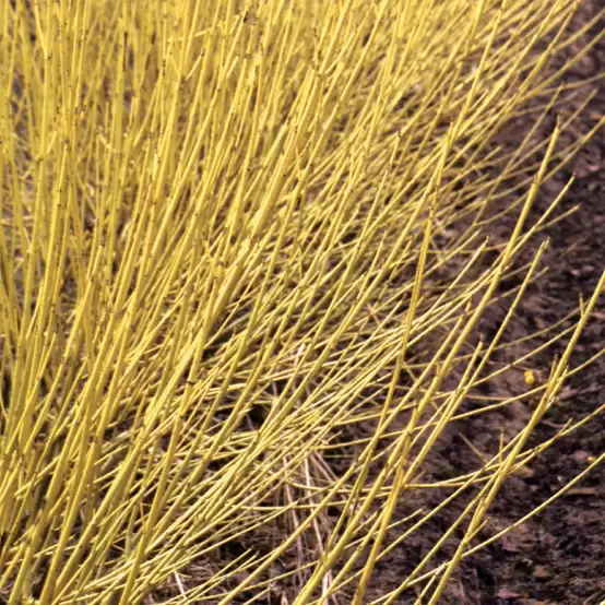 Close up of the yellow stems of Arctic Fire Yellow red-twig dogwood