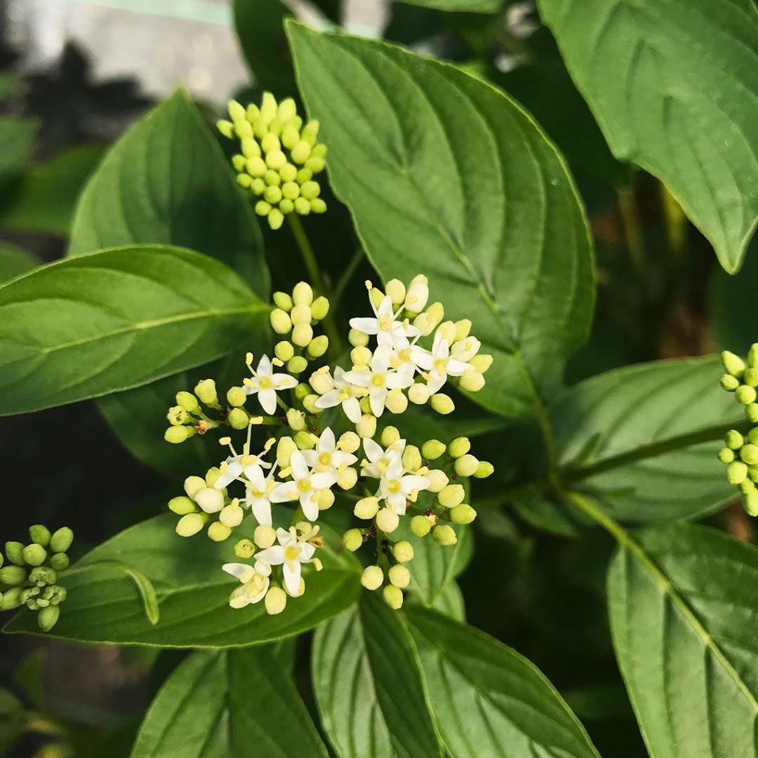 Close up of a cluster of Arctic Fire Yellow red-twig dogwood blooms