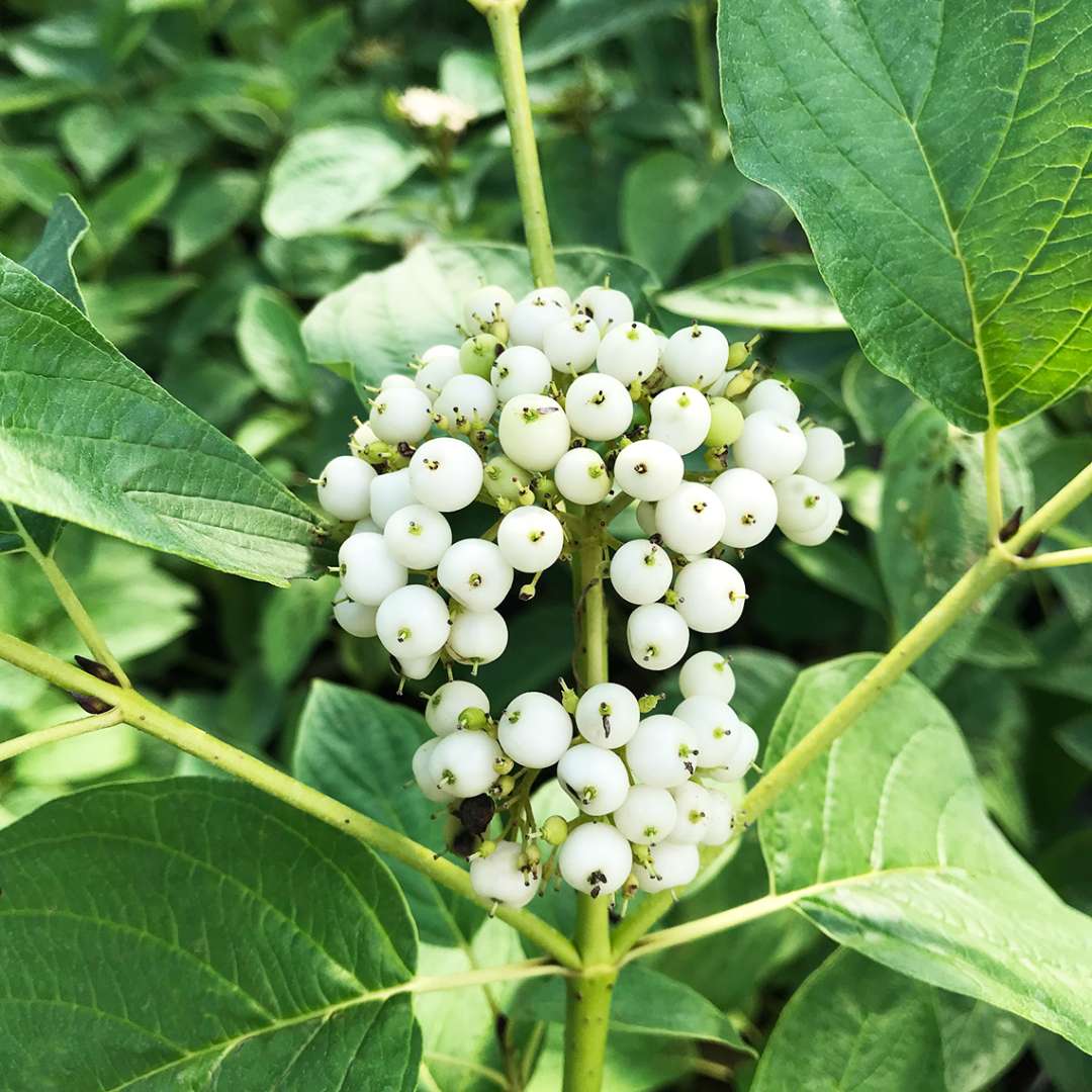 Close up of a cluster of white berries on Arctic Fire Yellow red-twig dogwood