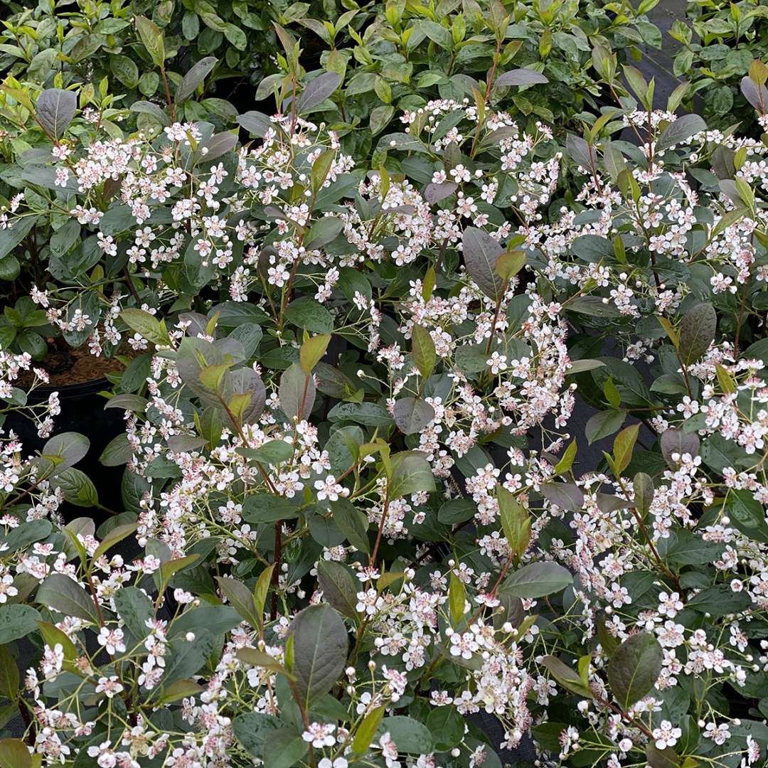 Low Scape Snowfire aronia blooming heavily 