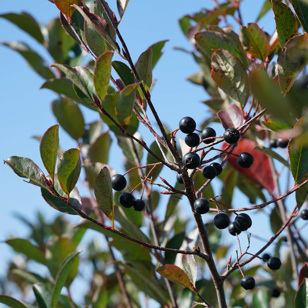 Low Scape Snowfire aronia showing its purple fall fruit.