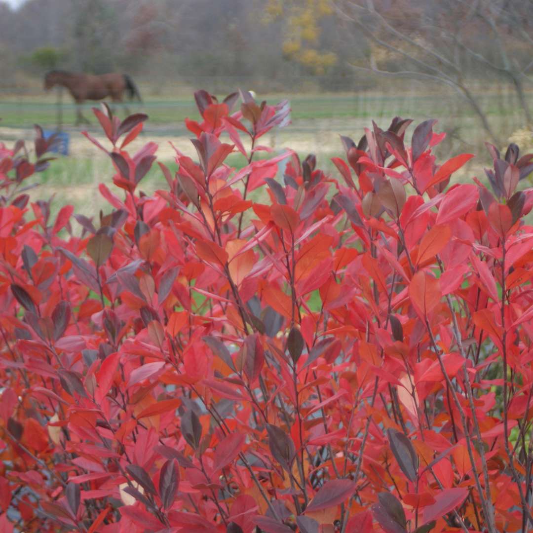 Close up of the Aronia Brilliantissima's brilliant red fall foliage