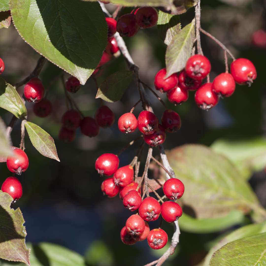 Close up of the Aronia Brilliantissima's bright red berries