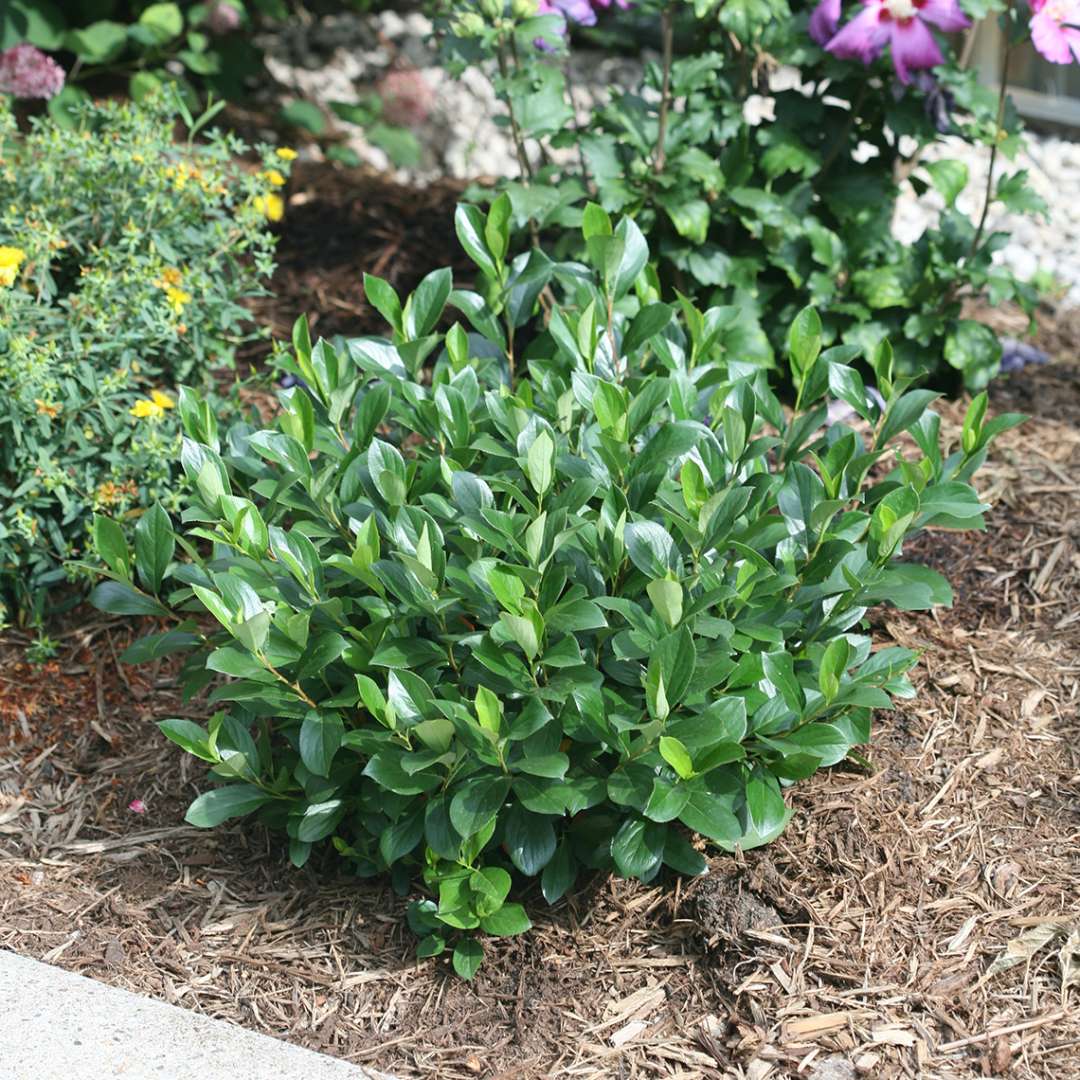 Low Scape Mound Aronia in landscape