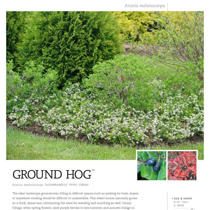 Preview of Ground Hug™ Aronia Spec Sheet PDF