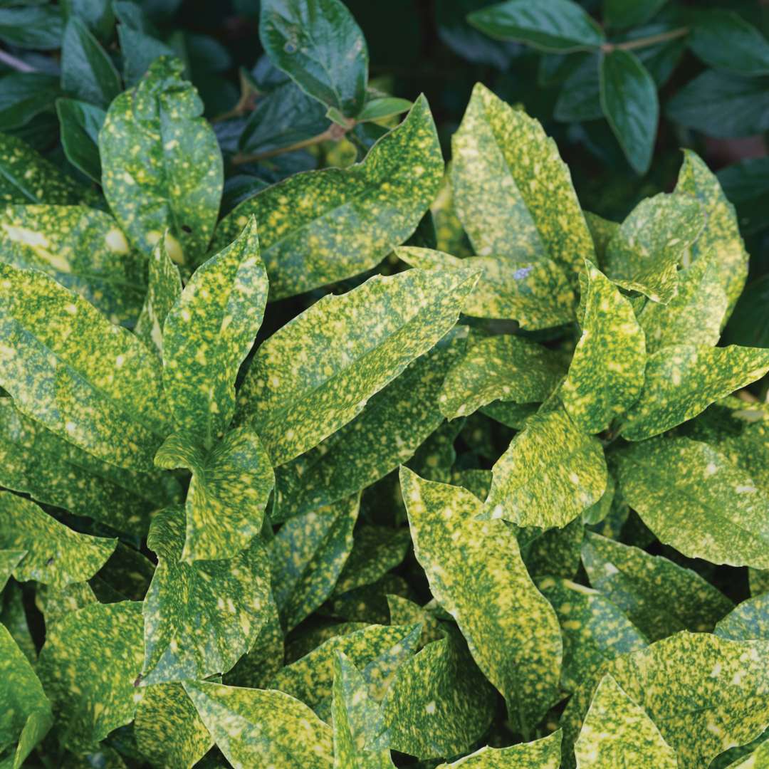 Variegated foliage with yellow and green. 