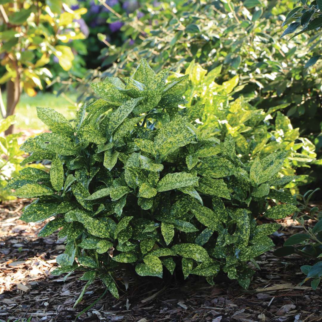 One Japanese aucuba in the landscape.