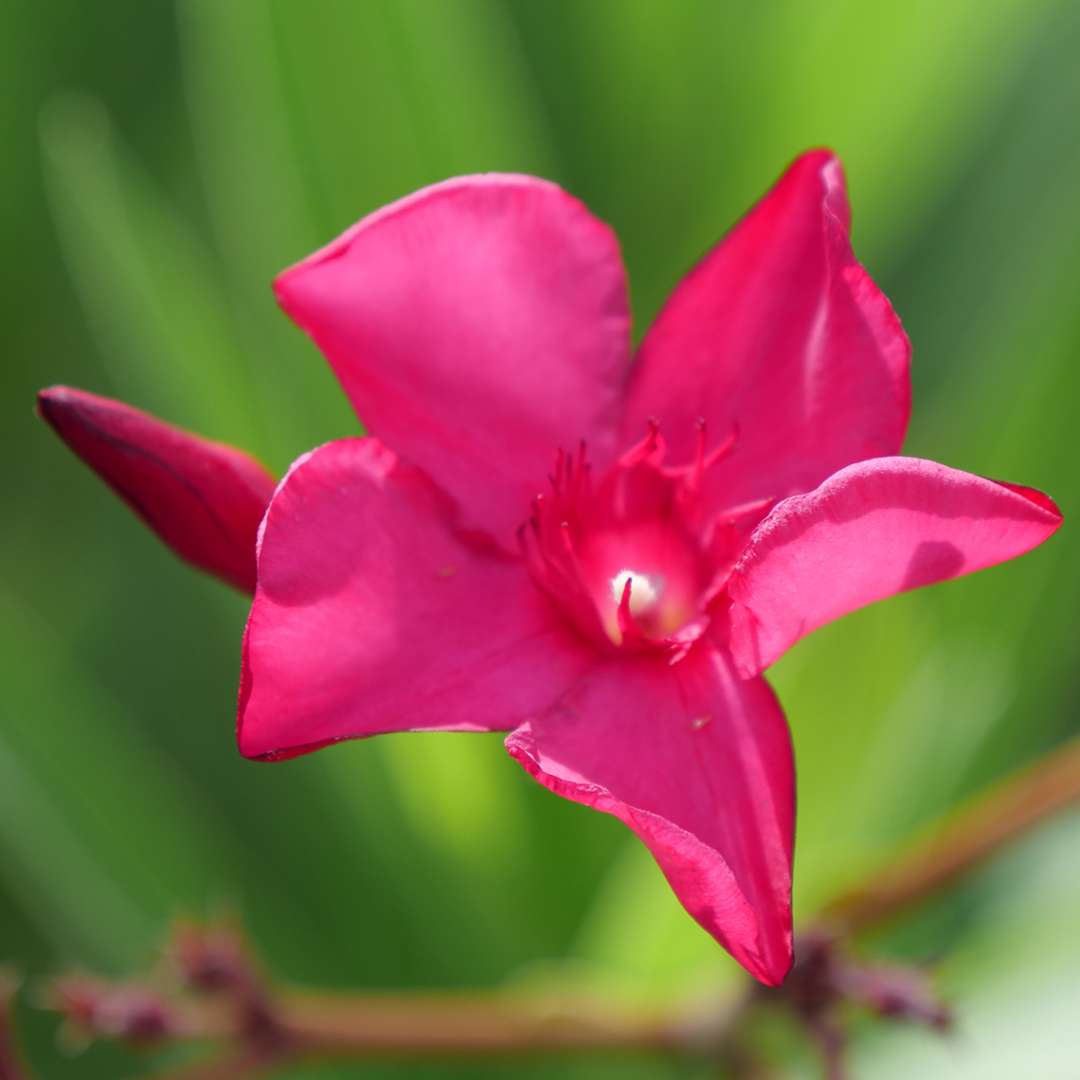 Closeup of the bright pink flower of Austin Pretty Limits nerium