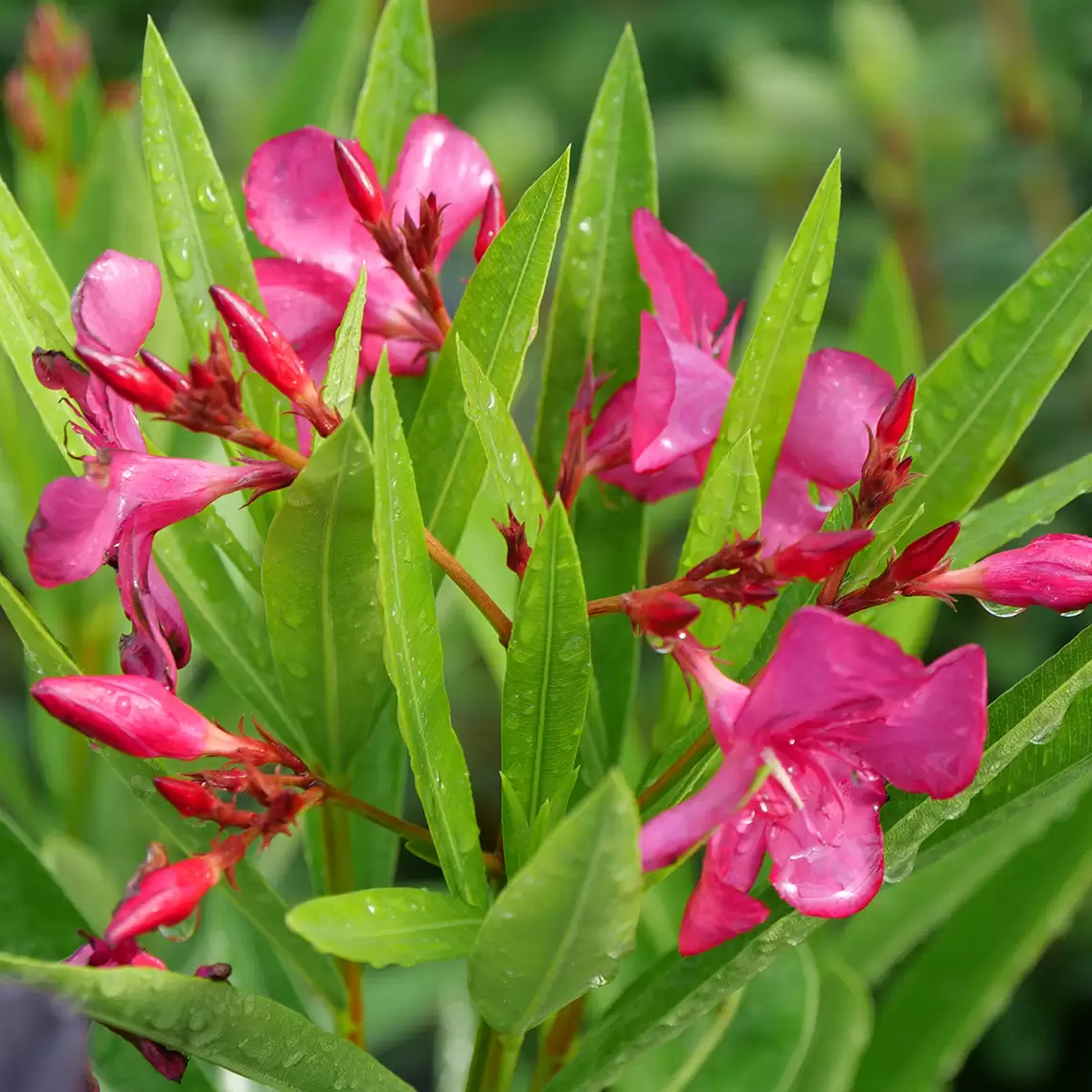 The pink flowers of Austin Pretty Limits oleander