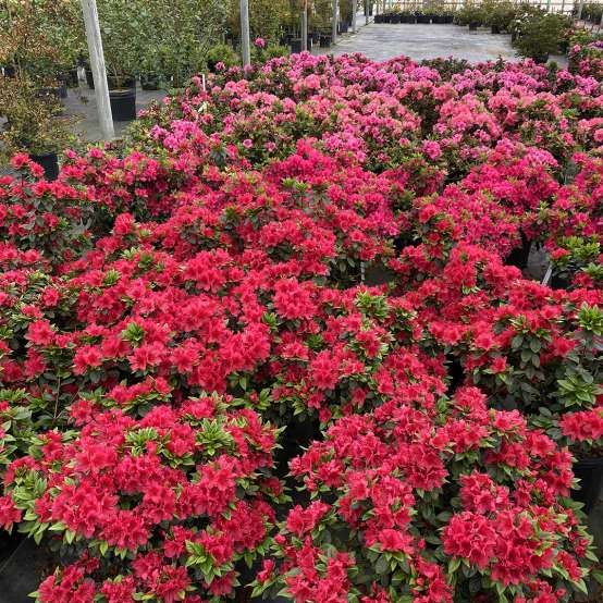 A carpet of Perfecto Mundo Red reblooming azalea blooms in a greenhouse