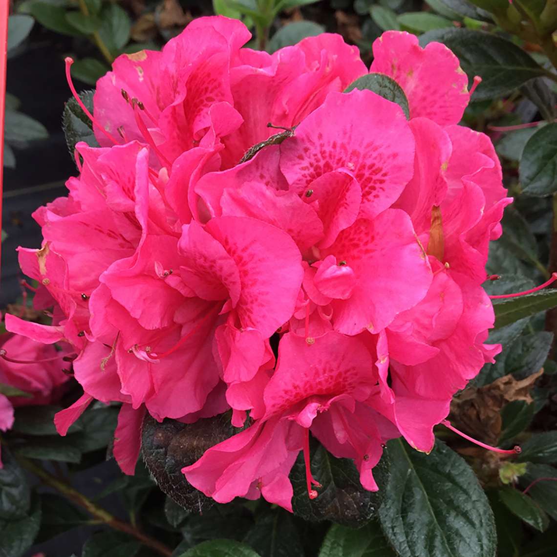 A bright pink flower cluster of Perfecto Mundo Double Dark Pink reblooming azalea