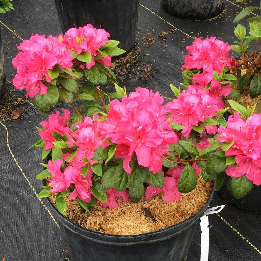 Perfecto Mundo Double Dark Pink reblooming azalea blooming in a greenhouse