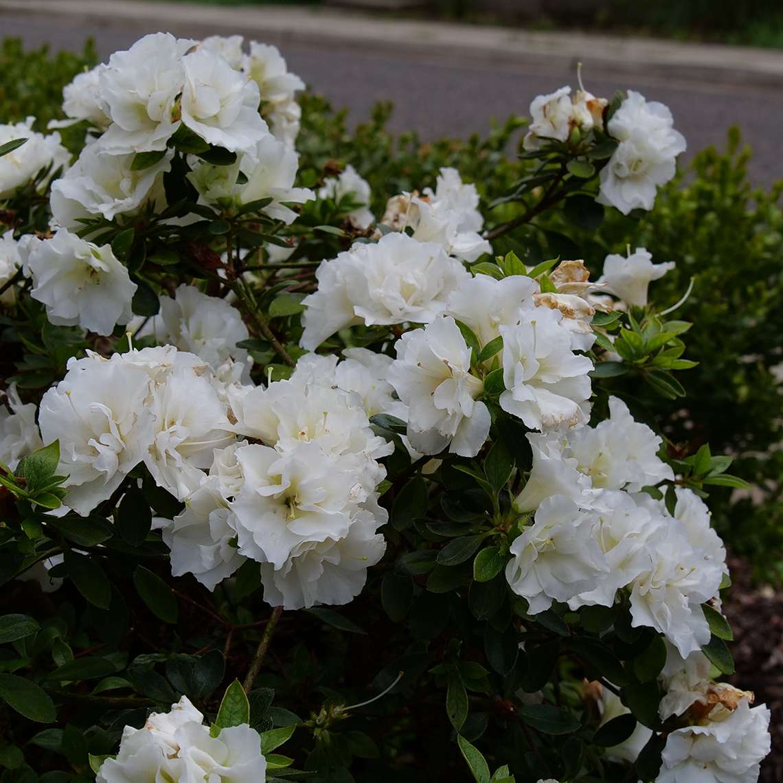 Perfecto Mundo Double White azalea's bright white blooms contrasting the deep green foliage