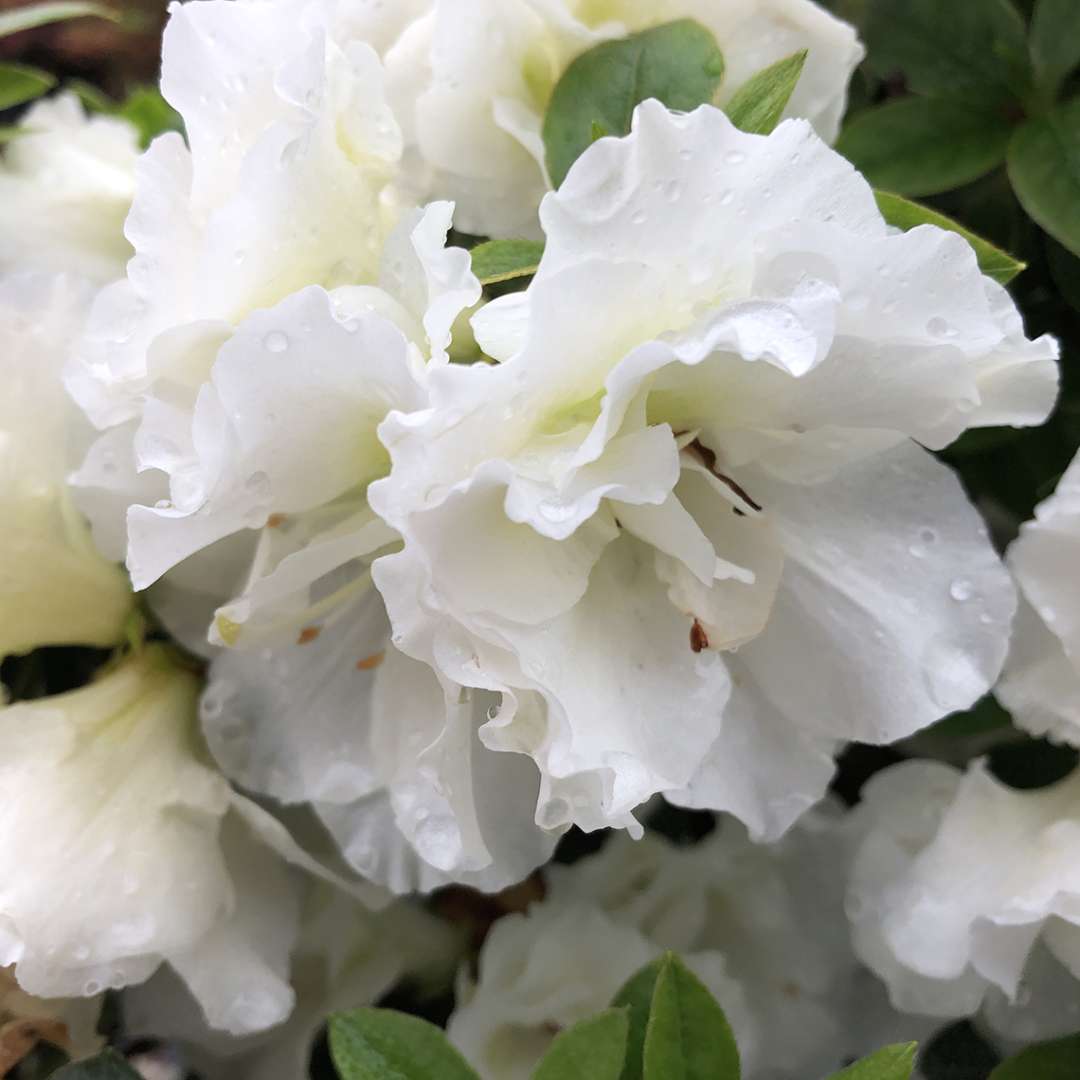 Close-up of Perfecto Mundo Double White azalea's doubled white flowers