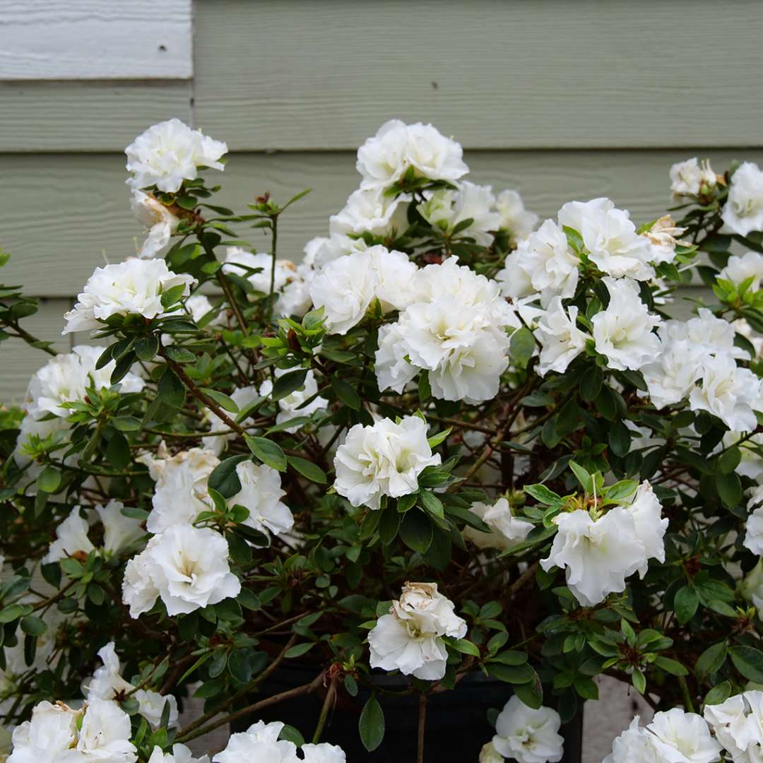 Perfecto Mundo Double White azalea planted beside a house