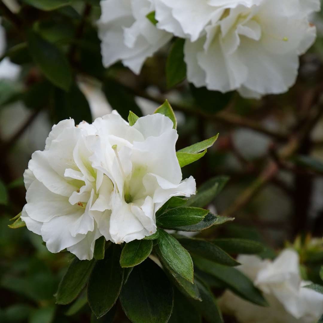 Close-up of white Perfecto Mundo Double White azalea blooms