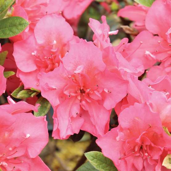 Perfecto Mundo Epic Coral azalea boasts extra-large coral-pink flowers