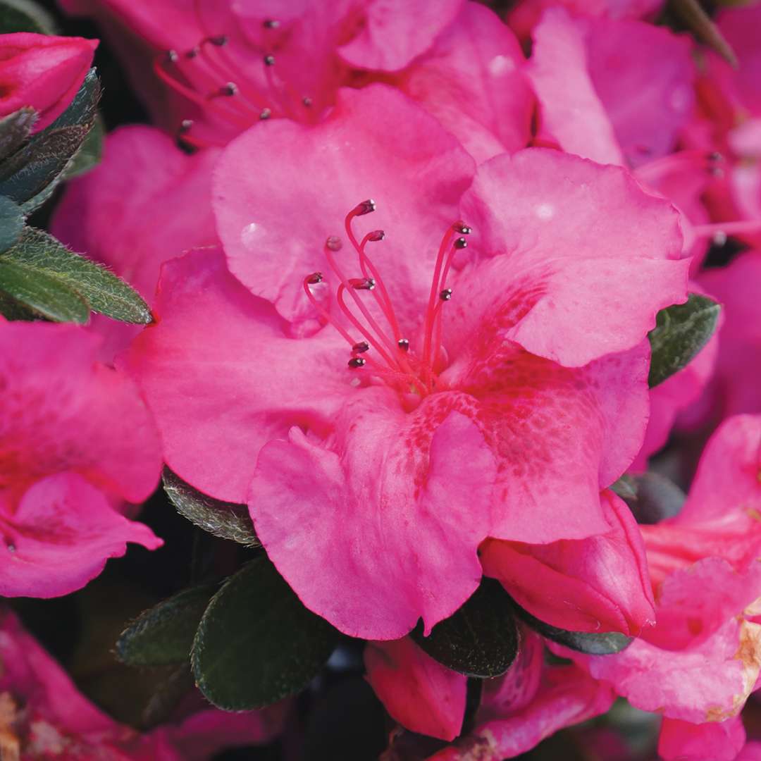 Perfecto Mundo Epic Pink azalea has large bright pink flowers. 