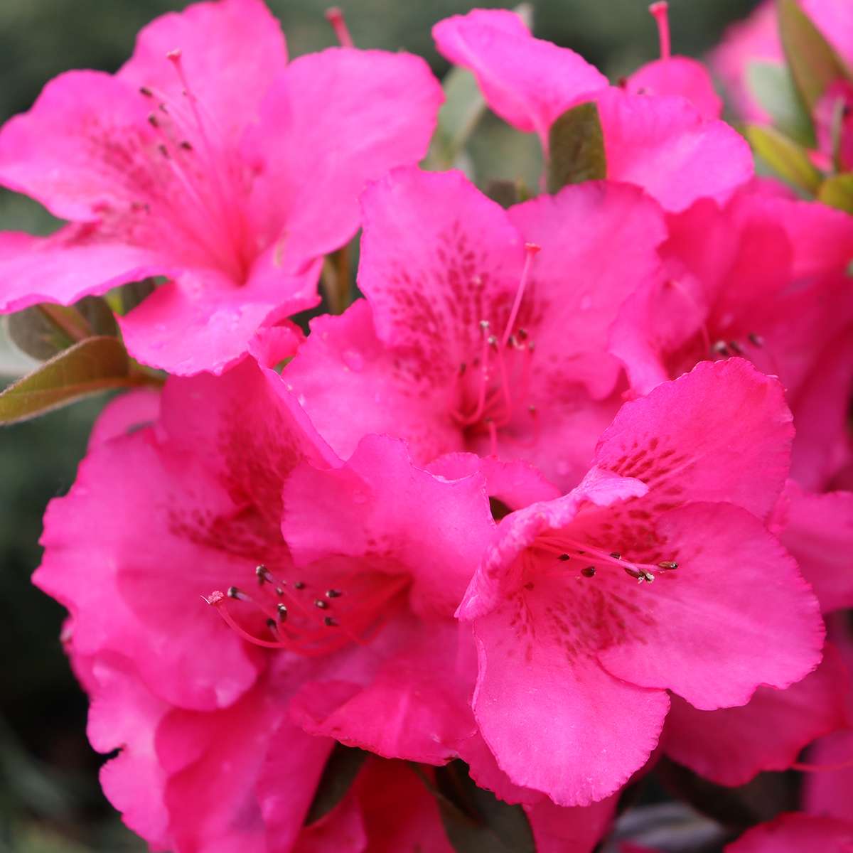 Close up of Perfecto Mundo Epic Pink azalea's very large hot pink flowers