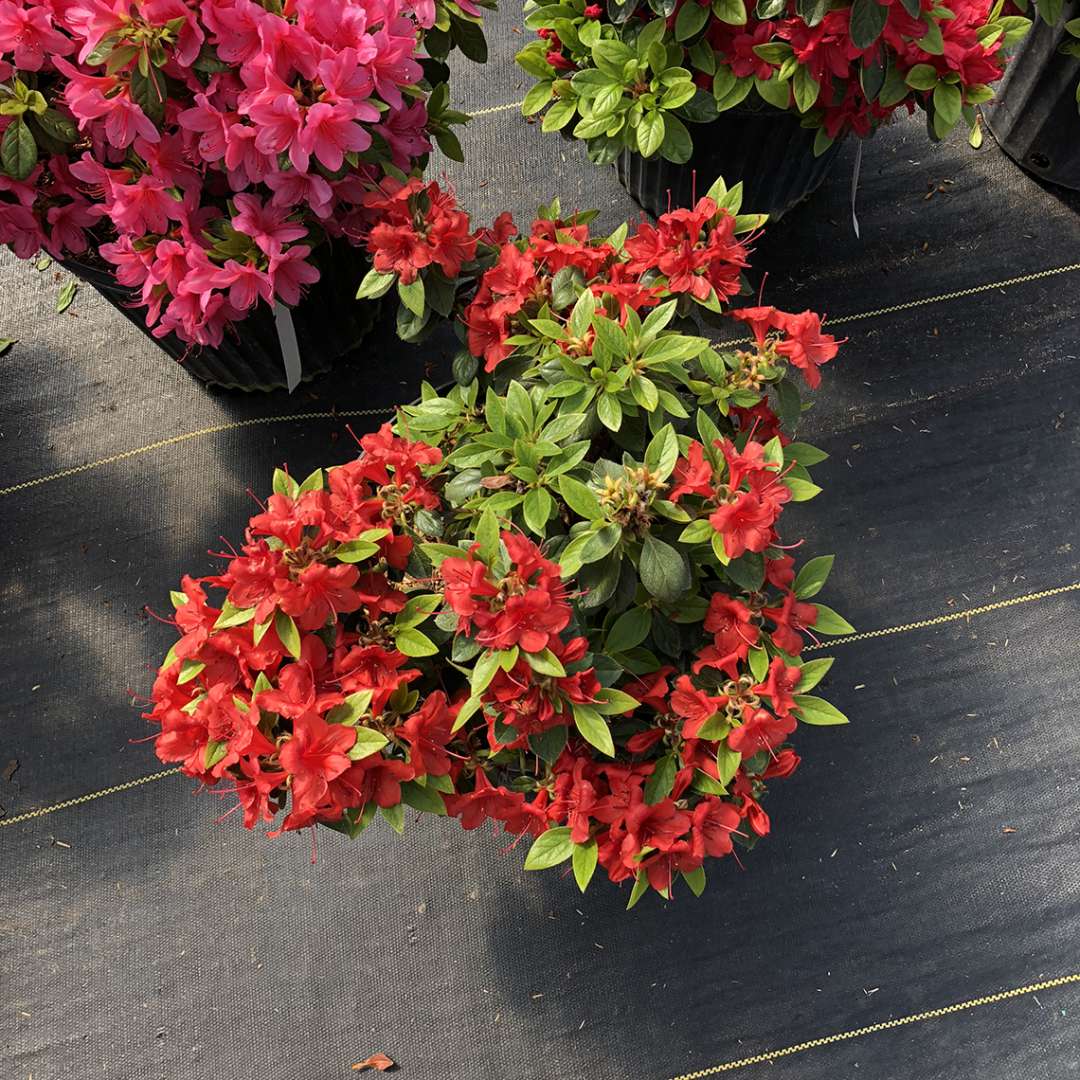 Perfecto Mundo Orange azalea in a nursery pot