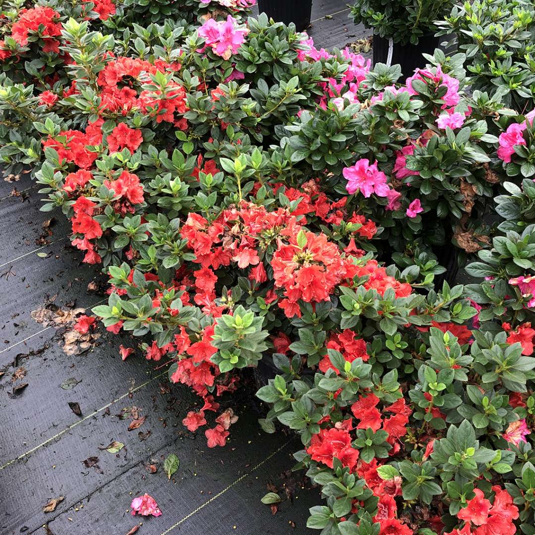 Perfecto Mundo Orange azalea with a pink azalea in a greenhouse