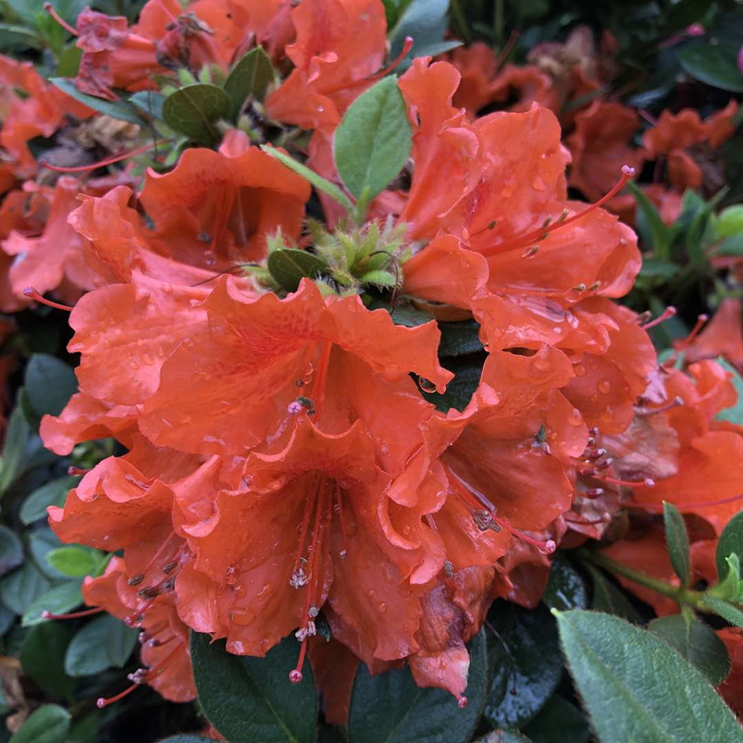 Close-up of Perfecto Mundo Orange azalea's blood-orange blooms. 