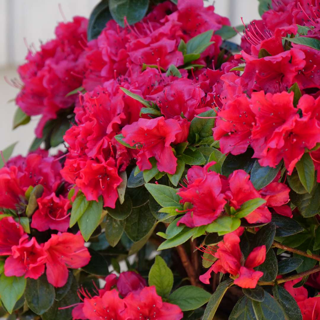 Close-up of Perfecto Mundo Red reblooming azalea's red flowers